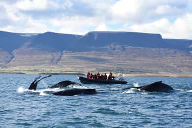 Akureyri: Expreso de Avistamiento de Ballenas de 2 horas en lancha rápida semirrígida