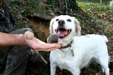 Full-Day Barbaresco Wine Tour with Truffle Hunting and Lunch