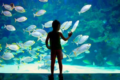 Oceanographic Museum of Monaco billet
