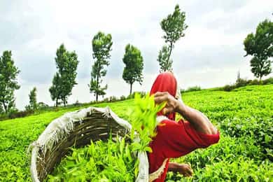 Nuwara Eliya Full day: 5Waterfalls, 2Tea Test & pick by TUK