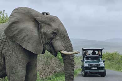 Richards Bay: Hluhluwe Imfolozi wildreservaat safari tour