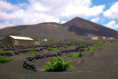 Lanzarote: La Geria Wijngaarden Wandeltocht