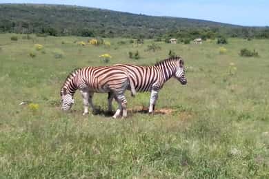 Kragga Kamma Safaris And Shore Excursions