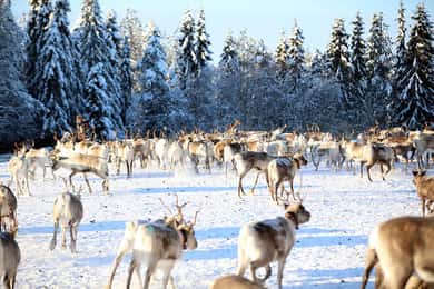 Kuusamo: Morgendliche Fütterung von Hunderten von Rentieren