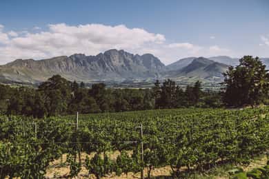 Cape Town: Winelands Half Day Tour with Local Guide
