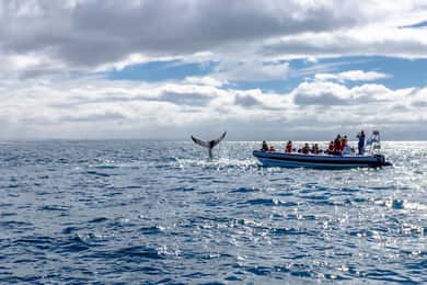 Avistamiento de ballenas en Reikiavik en lancha rápida