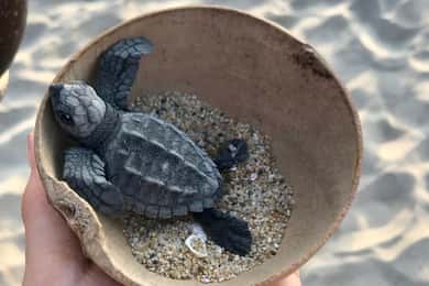 The BEST Guerrero Zip line adventures 2025 - FREE Cancellation