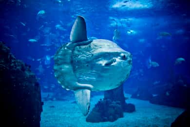 Lissabon: Hop-On/Hop-Off-Bus und Boot mit Ticket für das Ozeanarium