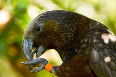 Zealandia Twilight Ecosanctuary Tour