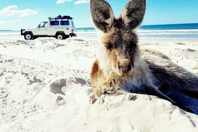 Från Brisbane: Dagsutflykt till Bribie Island