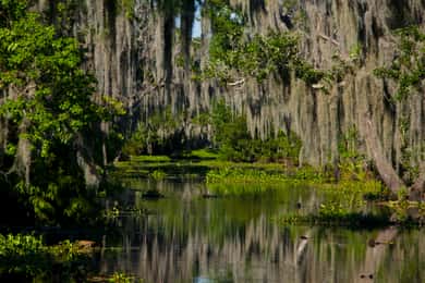 New Orleans: High Speed 16 Passenger Airboat Ride