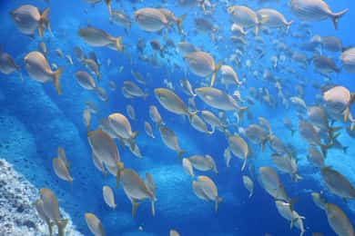1-Hour Snorkeling Tour in Paraggi Bay, Portofino
