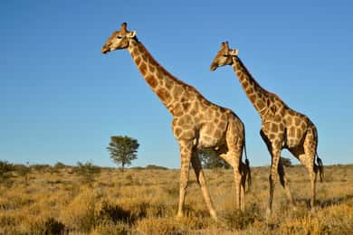 From Durban: Half-Day Safari Tour