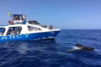La Palma: Wildlife Viewing und Cumbre Vieja Bootstour