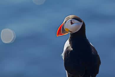 Reykjavik: Whales and Puffins Express Cruise Combo Tour