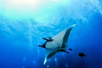 Kona: Avventura di snorkeling notturno con le mante