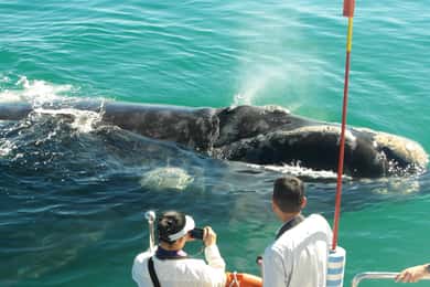 Hermanus: Passeio de barco para observação de baleias e golfinhos