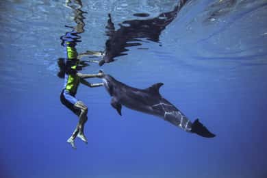 Dubai: Schwimme mit Delfinen im Atlantis Wasserpark