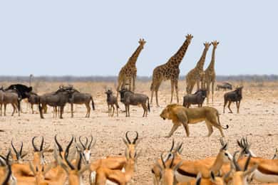 Namibië Express Avonturentocht