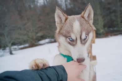 Ushuaia: Husky Trekking with Transfer