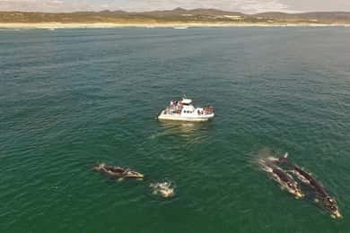 Gansbaai: Whale Watching Trip by Boat