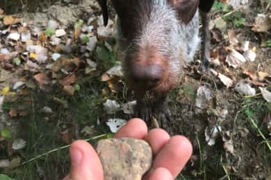 Piedmont: Truffle Hunting