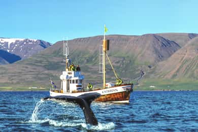 Árskógssandur: paseo en barco para avistar ballenas