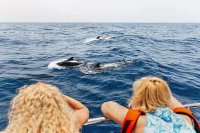 Costa Adeje: Whale Watching Katamaran Tour mit Getränken