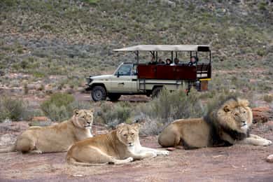 Aquila Game Reserve Day Entrance & Game Drive