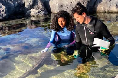 Odysseo Oceanarium: Möte med och matning av zebrahajar