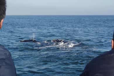 Hermanus: Experiência de observação de baleias num barco
