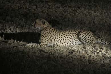 Victoria Falls: Night Game Drive and 3-Course Bush Dinner
