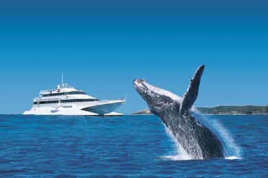 Moreton Island: Tangalooma dagsutflykt & valskådningskryssning