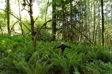 Mystical Rainforest Tour - Forest Magick