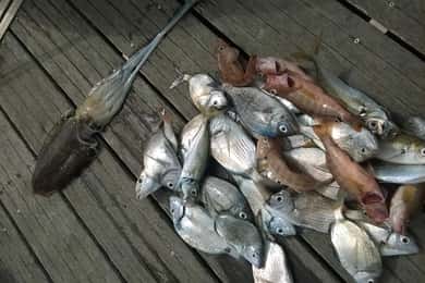 Lagos: Gita di pesca in famiglia