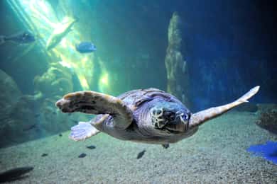 Cala Gonone Aquarium Entry Ticket