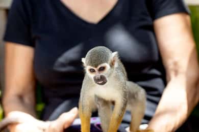 Punta Cana: Excursão de meio dia à Monkeyland com lanches e guia de turismo