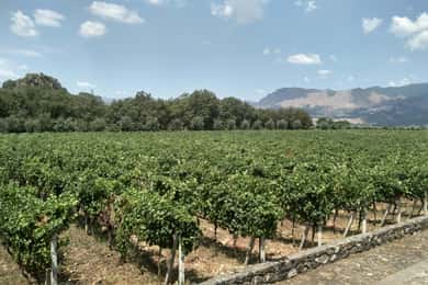 Etna: Wijnproeverij en culinaire tour