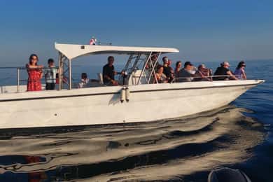 Umag: Delfinbeobachtung & Sonnenuntergangs-Panorama-Tour