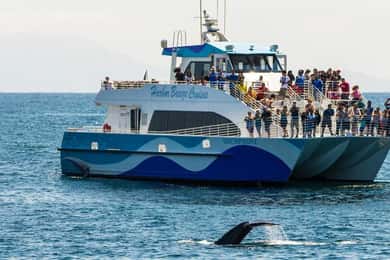 San Pedro: West Harbor LA Dolphin & Whale Watching Cruise