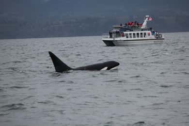Victoria BC: 3 Hour Expedition Catamaran Whale Watching Tour