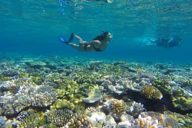 Port Douglas: Outer Barrier Reef Snorkel and Dive Options