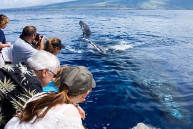 Maui: Eco-Friendly Whale Watching Tour from Ma'alaea Harbor