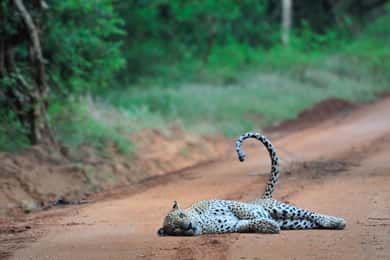 Au départ d'Ella : safari en jeep dans le parc national de Yala