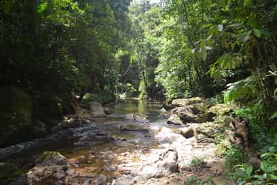 Trinidad: Rainforest Hike to Avocat Waterfall