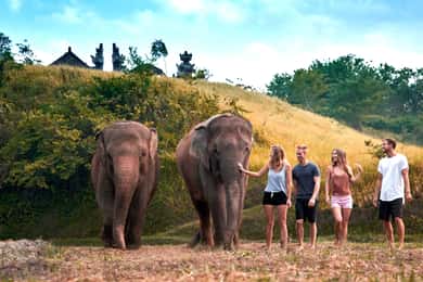 Experiência de tratamento de elefantes com banho de lama no Zoo de Bali