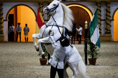 Sevilla: Jerez, Cádiz Weinverkostung mit optionaler Pferdeshow