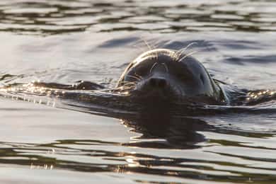 Puumala: Lake Saimaa Seal Watching Cruise