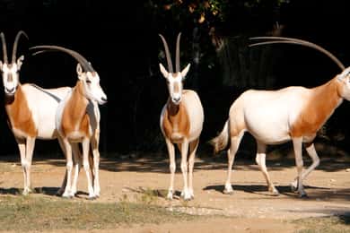 Desde Agadir: Excursión al Parque Nacional de Souss Massa