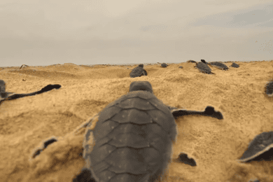 Sri Lanka:2-day wildlife tour+Yala, Rekewa, Mirissa, Bentota